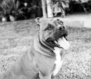 Close-up portrait of dog sticking out tongue