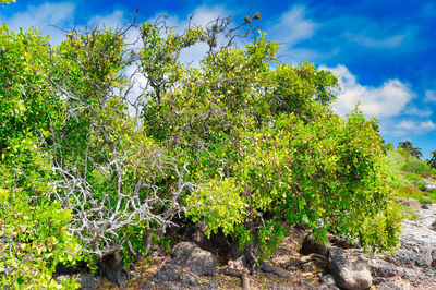 Trees growing on field against sky