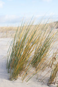 Close-up of stalks on beach against sky