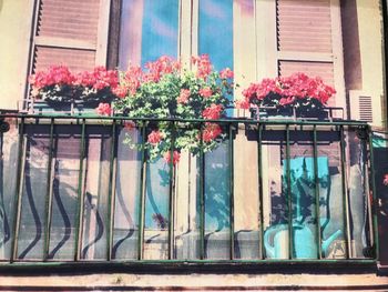 Flowers on window