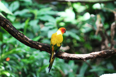 Close-up of bird perching on branch