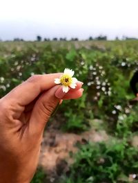 Close-up of hand holding flowering plant