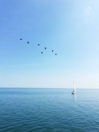 Birds flying over sea against clear sky