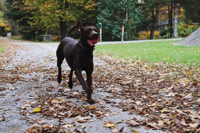 Dog standing on field during autumn