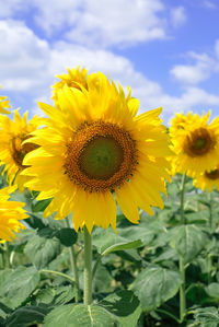 Close-up of yellow flowering plant against sky