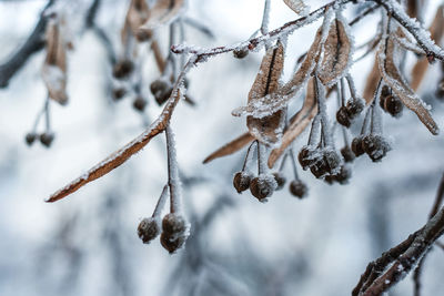 Close-up of branches against blurred background