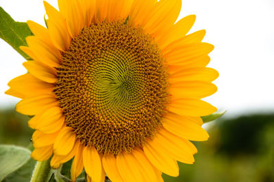 Close-up of sunflower blooming on field against sky