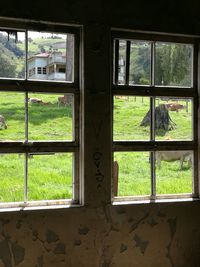 Trees growing on field seen through glass window of abandoned building