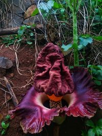 Close-up of purple flower on field