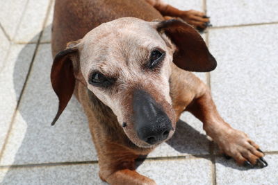 Close-up portrait of a dog