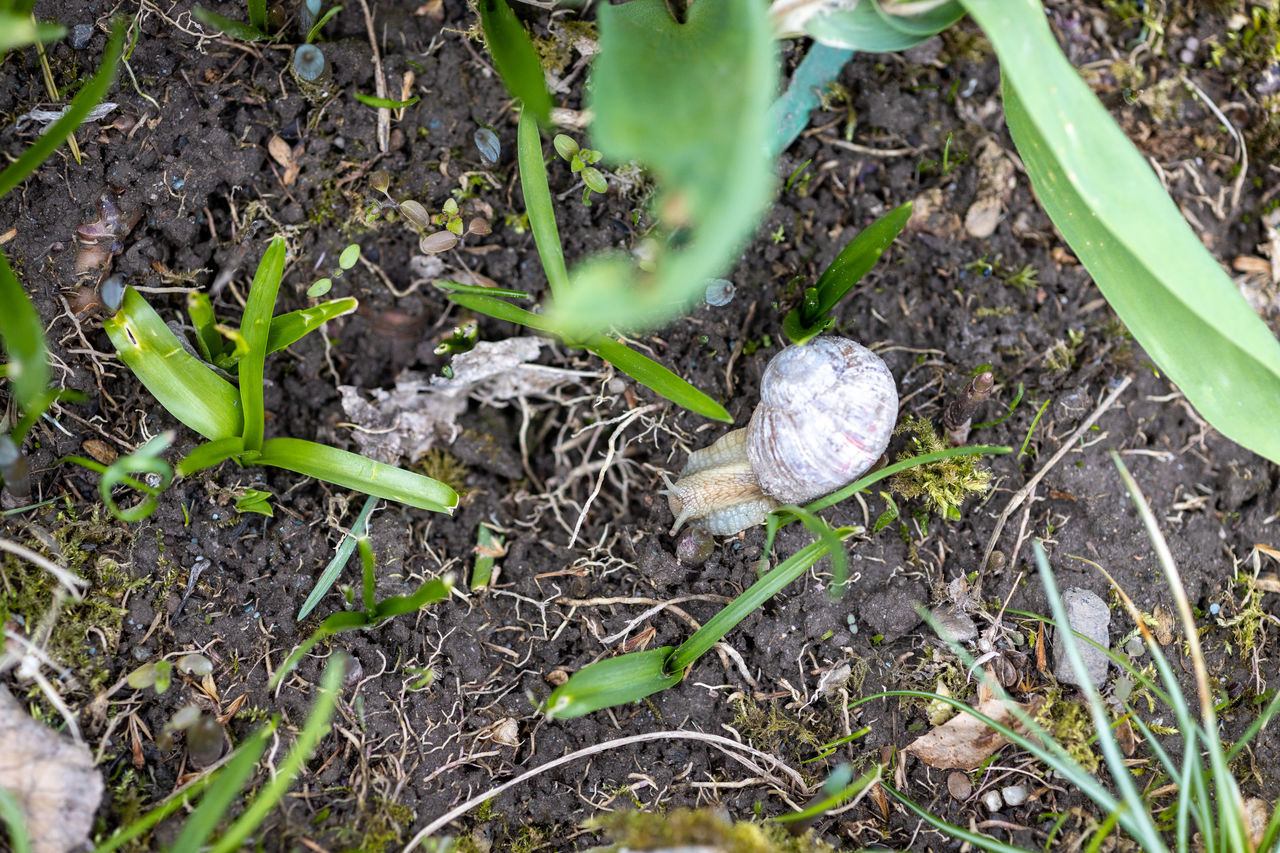 HIGH ANGLE VIEW OF SHELLS ON PLANT