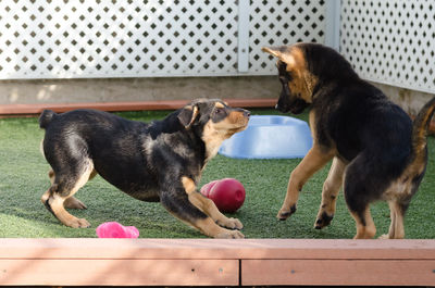 Close-up of dog playing