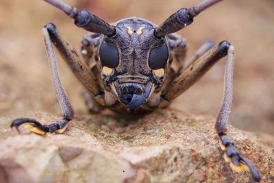 Close-up portrait of insect