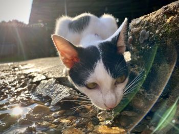 Close-up of a cat