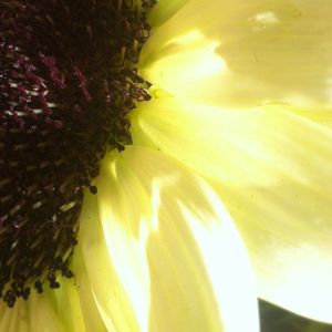 Close-up of yellow flower