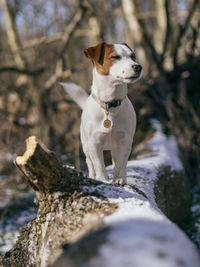Dog on snow covered land
