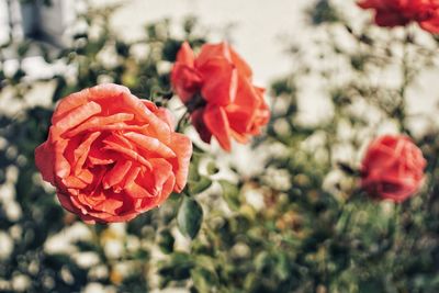 Close-up of red rose against blurred background