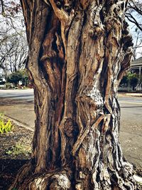 Close-up of tree trunk in park