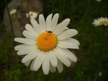 Close-up of daisy flowers