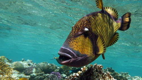 Titan triggerfish bluefin balistod or titan triggerfish.