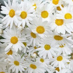 Close-up of white daisy flowers