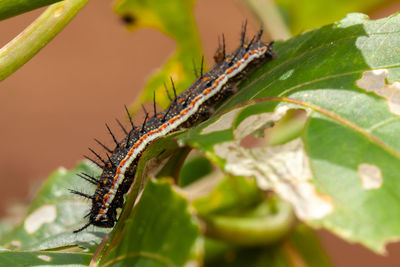 Close-up of insect on leaf