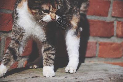 Close-up of angry cat against brick wall