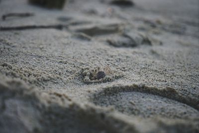 Close-up of lizard on sand