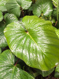 Close-up of water drops on plant