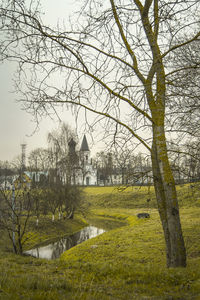 Trees growing on field