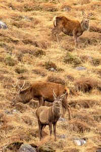 Deer standing in a field