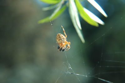 Close-up of spider on web