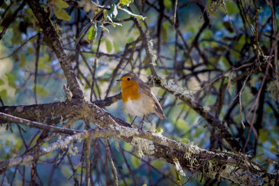 Close-up of bird perching on branch