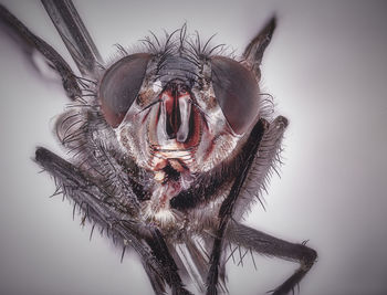 Close-up of a bird