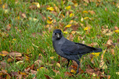 Close-up of bird perching on grass