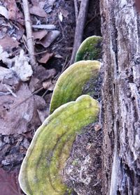 Close-up of moss on tree trunk