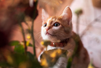 Close-up of a cat looking away