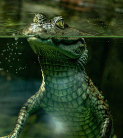 Close-up of crocodile in water