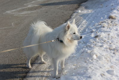 High angle view of dog on snow