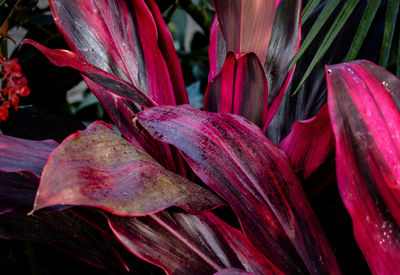 Close-up of red flowering plant