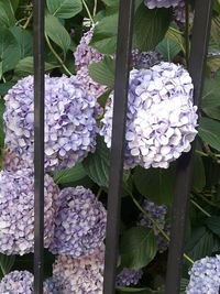 Close-up of purple hydrangea flowers