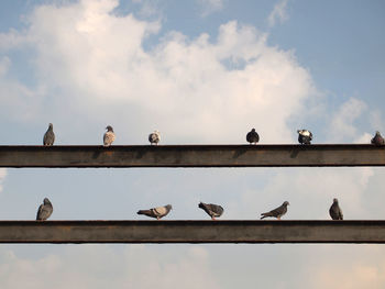 Birds perching on railing against sky