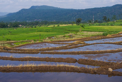 landscape