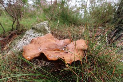 Grass growing on field
