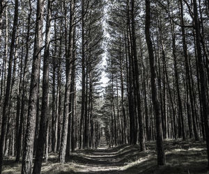 Trees in forest against sky