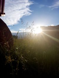 Grass growing on field against sky during sunset