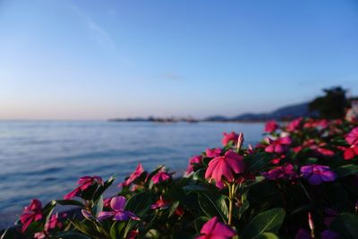 Close-up of pink flowering plants by sea against sky