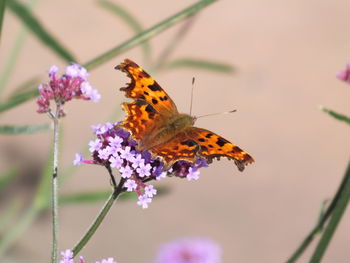 Close-up of butterfly on flower