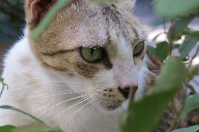 Close-up portrait of cat