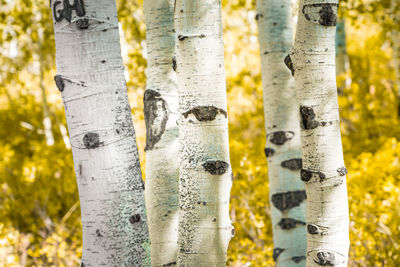 Close-up of tree trunks in forest